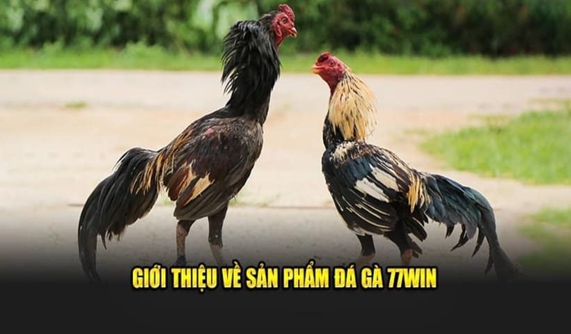 Giới thiệu đôi nét về chuyên mục chọi kê tại 77win