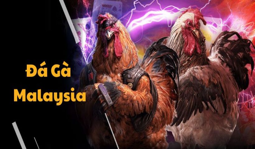Những hình thức chọi kê siêu cuốn hút của nền tảng