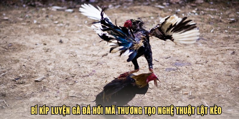 Bí kíp luyện gà đá hồi mã thương tạo nghệ thuật lật kèo