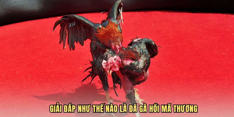 Giải đáp như thế nào là đá gà hồi mã thương
