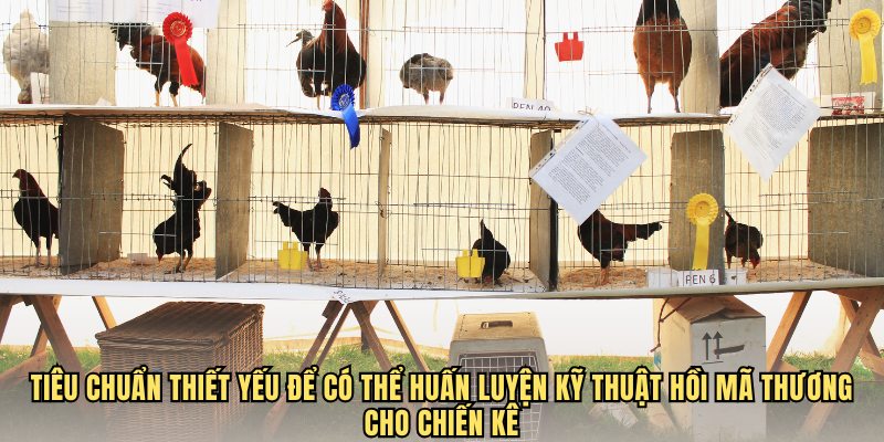 Tiêu chuẩn thiết yếu để có thể huấn luyện kỹ thuật hồi mã thương cho chiến kê